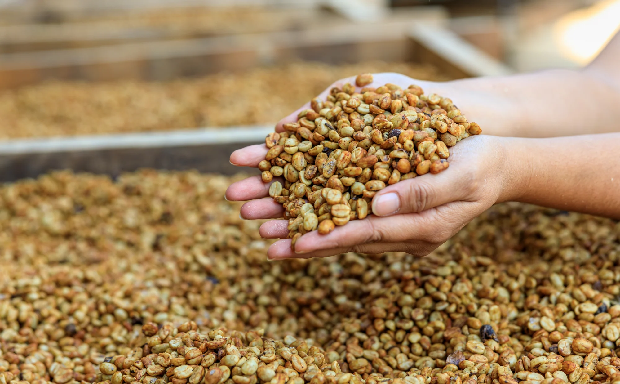 蜜处理咖啡的“蜜”,根本不是你以为的那个意思!